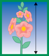 Doba kvitnutia a priemerná výška rastliny