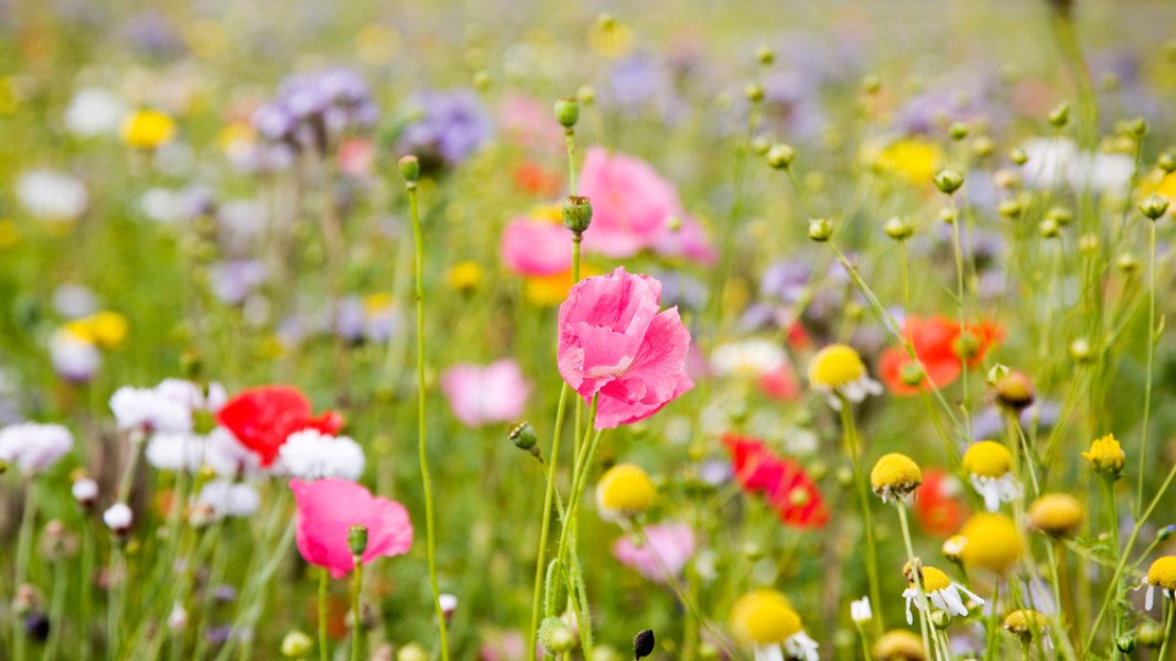 Naučte sa, ako správne vysievať kvetinovú lúku. 8 krokov, ktoré zaručia úspech