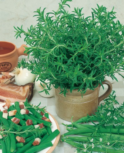 Saturejka - herb