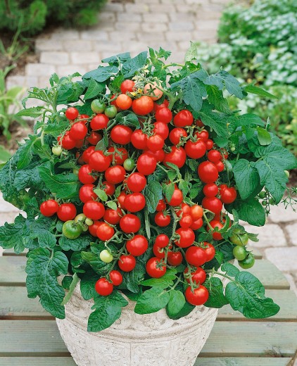 slide-Mimoriadne úrodná odroda určená na pestovanie na poli ale aj v črepníkoch. Plody sú guľaté, červené veľmi chutné. 